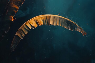 Curving Banana Leaf Illuminated Against Dark, Textured, Teal Bac