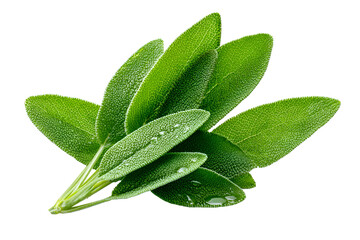 Fresh Sage Leaves Green Herb Culinary Ingredient