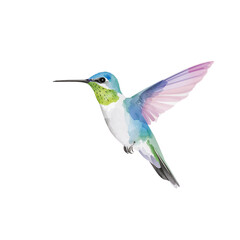 Watercolor hummingbird illustration in flight on an isolated transparent background for design
