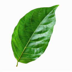 Obraz premium A single green leaf against a transparent background