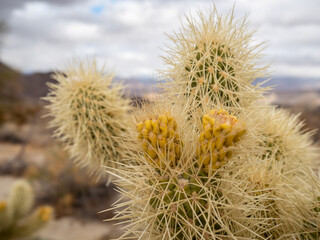 
Cholla cactus with fruit in desert landscape under cloudy sky.