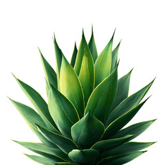 Fototapeta premium Lush Green Agave Plant Closeup Dark Background