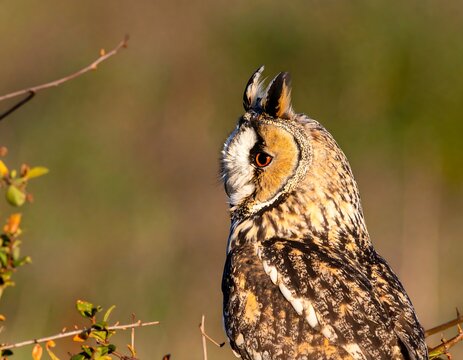 Close-up of an owl's profile
