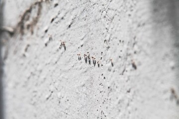 Small Black Ants Climbing Across a White Concrete Surface in Daylight