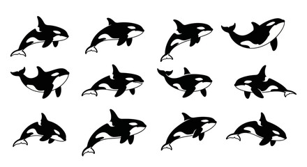 Obraz premium Set of killer whale (Orcinus orca) realistic sea mammal flat vector illustration showing unique breaching, tail slapping, twisting, and gliding poses arranged in collection style isolated on white
