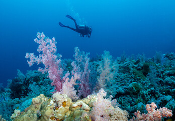 Scuba divers explore a vibrant coral reef in clear blue waters.