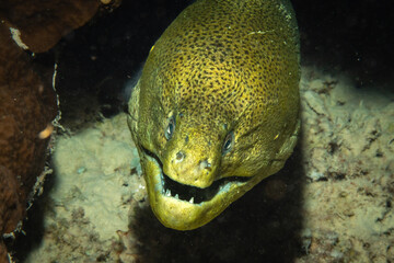 
Close-up of a green moray eel with open mouth.
