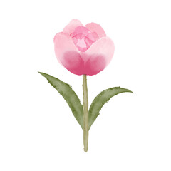 Pink Tulip plant, watercolor vector, isolated on white background