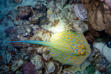 
Blue-spotted stingray swimming near coral reef.