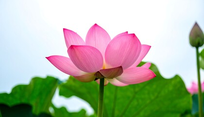 Pink lotus flower in bloom, green leaves and bud