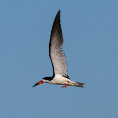 Black skimmer flying, seen in a North California marsh