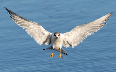Juvenile Forster's tern landing, seen in a North California marsh