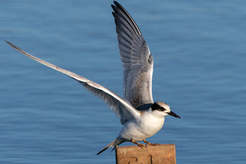 Juvenile Forster's tern perched, seen in a North California marsh
