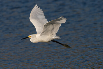 Snowy egret flying in beautiful light, seen in the wild in a North California marsh