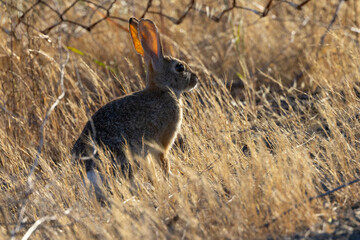 Very close view of a Cottontail rabbit, seen in the wild In North California 