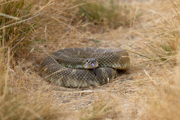 Rattlesnake, seen in the wild in North California