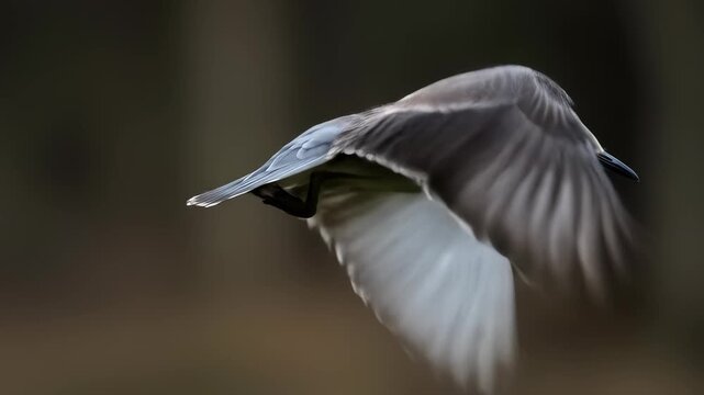 Majestic night heron soars through serene air, displaying graceful flight with outspread wings