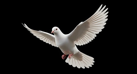 Obraz premium Realistic White Dove Flying with Spread Wings Against Black Background Animal