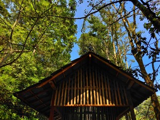 Traditional wooden hut under lush tropical forest canopy with sunlight hitting the roof, captured...