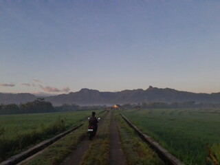 rice paddy field in the morning