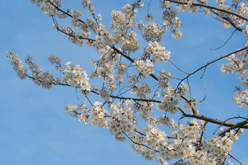 Cherry Branches with White Cherry Blossoms in Full Bloom Against Blue Sky