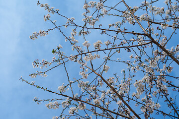 Cherry Branches with White Cherry Blossoms in Full Bloom Against Blue Sky