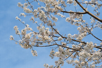 Cherry Branches with White Cherry Blossoms in Full Bloom Against Blue Sky