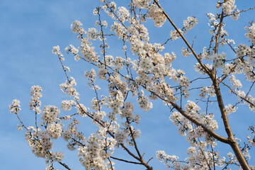 Cherry Branches with White Cherry Blossoms in Full Bloom Against Blue Sky