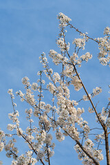 Cherry Branches with White Cherry Blossoms in Full Bloom Against Blue Sky