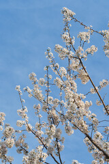 Cherry Branches with White Cherry Blossoms in Full Bloom Against Blue Sky