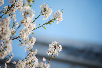 White Cherry Blossoms in Full Bloom Against Clear Blue Sky