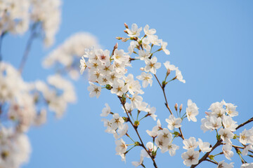 Obraz premium White Cherry Blossoms in Full Bloom Against Clear Blue Sky