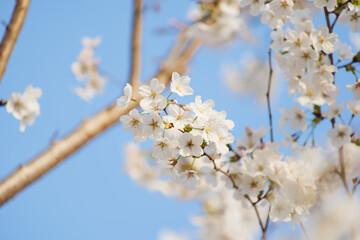 White Cherry Blossoms in Full Bloom Against Clear Blue Sky