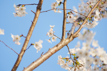 Cherry Branches with White Cherry Blossoms in Full Bloom Against Blue Sky