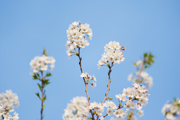 White Cherry Blossoms in Full Bloom Against Clear Blue Sky