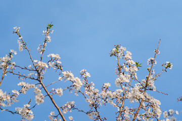 Cherry Branches with White Cherry Blossoms in Full Bloom Against Blue Sky