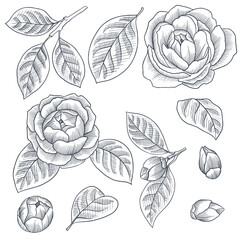vector drawing Japanese camellia flower, bud and leaves isolated at white background, hand drawn illustration, monochrome vintage floral design elements