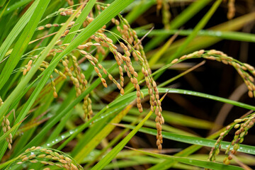 雨粒を纏う稲穂