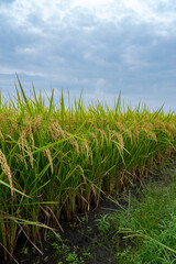 曇り空の下で実る稲穂