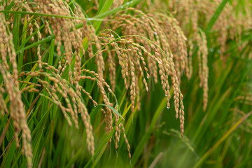 雨露に濡れる黄金色の稲穂