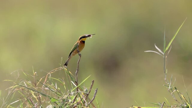 A bee-eater in Maasai Mara, Africa 