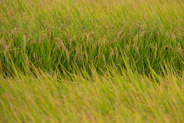 実りの秋を迎えた稲穂のクローズアップ