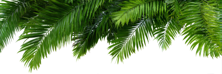 Close-up of lush green evergreen branches, suggesting nature, holidays, and winter