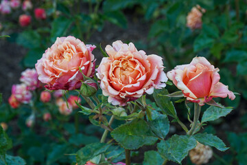 Three roses and one bud in a garden against a background of green leaves and other roses.