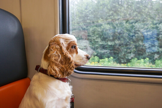 A spaniel dog sits in a seat of a train carriage and looks out the window.