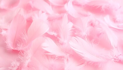 Soft Pink Feathers Densely Arranged