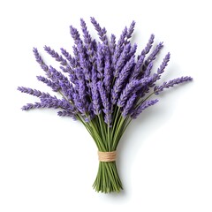 Fototapeta premium Fresh Lavender Bouquet with Green Stems Isolated on White for Aromatic and Rustic Home Decor
