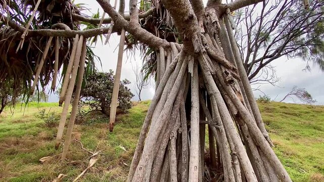 Tahitian Screwpine (Pandanus tectorius) &ndash; Unique Coastal Tree with Stilt Roots