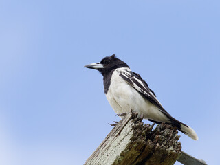 Pied Butcherbird (Cracticus nigrogularis) perched on a rotting timber pole with blue sky background
