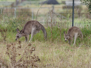 Older and young Kangaroos feeding on pastural land with barbed wire fence in background